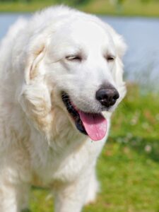 Kuvasz Hund hechelt glücklich auf einer grünen Wiese vor einem See