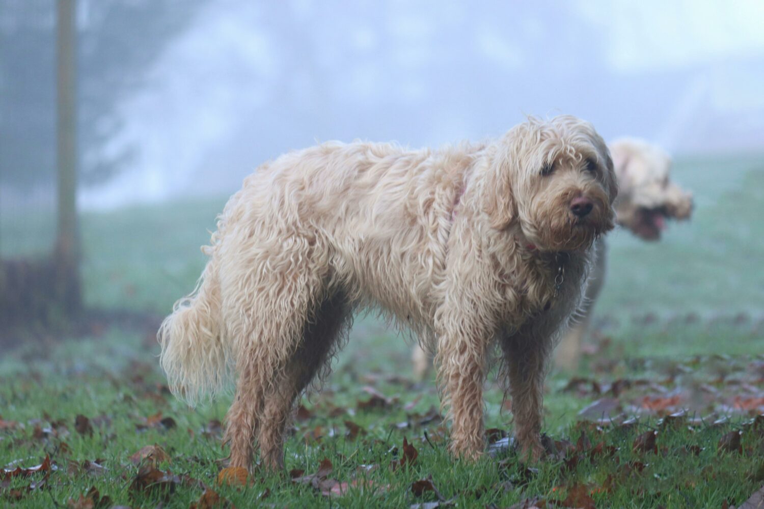otterhund mit dichtem zotteligem fell steht auf einer wiese im nebligen wald