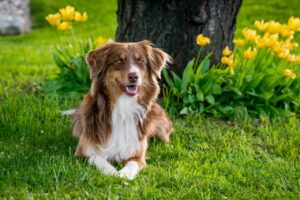 Ein braun-weißer Australian Shepherd Hund liegt auf der Wiese vor einem Baum und gelben Blumen
