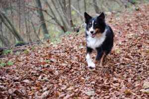 Ein Australian Sheperd Dog läuft durch den Blätterwald