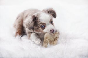 Australian Shepherd Hund Welpe beisst in ein Hirschgeweih