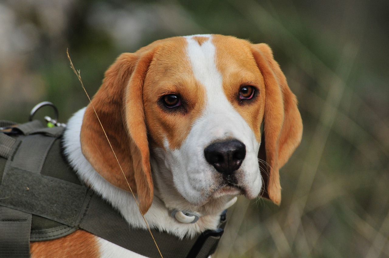 harrier hund mit ernstem gesichtsausdruck im wald