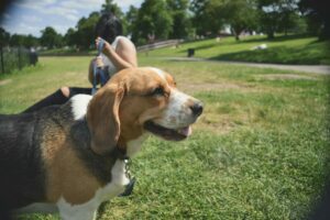 Ein Beagle geht mit Frau Gassi auf einer Wiese