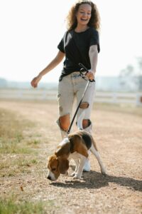 Ein junger Beagle schnüffelt am Wegrand während die Besitzerin lacht und den Hund beobachtet