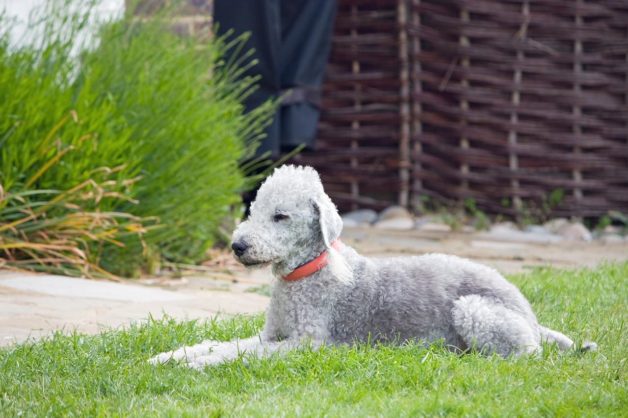 Ein Bedlington Terrier liegt entspannt auf einer Wiese im Garten, trägt ein rotes Halsband und scheint die Ruhe zu genießen