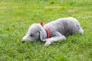 Ein lammähnlicher Terrier ruht sich auf einer grünen Wiese aus, trägt ein rotes Halsband und wirkt sehr entspannt