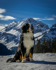 Ein Berner Sennenhund sitzt vor einer Alpenkulisse mit einem verschneitem Berg im Hintergrund