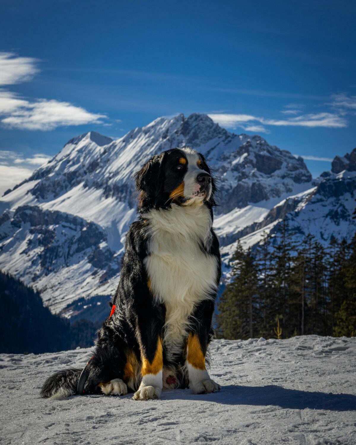 berner-sennenhund-sitzt-vor-einem-schneebedeckten-berg
