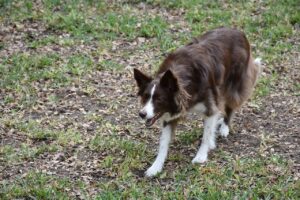 Border Collie bei der Ausführung der Collie-Stare