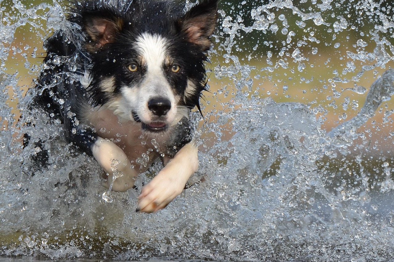 border-collie-hund-springt-durch-das-wasser