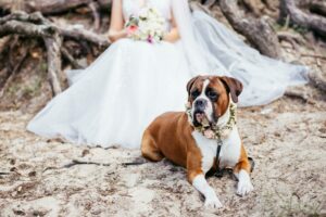 Ein Boxer Hund mit einem Blumenhalsband liegt draußen auf einem Fels vor einer Frau im Hochzeitskleid 