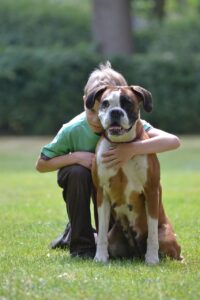 Deutscher Boxer sitzt auf der Wiese während er von einem kleinen Jungen von hinten umarmt wird