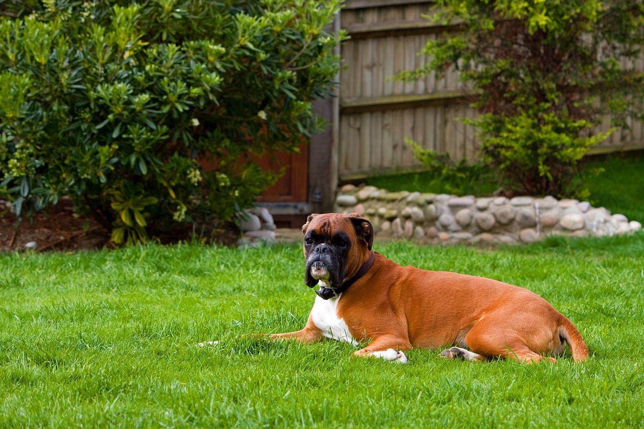 boxer-hund-sitz-im-gras-und-ruht-sich-aus
