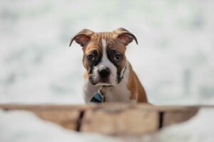 Ein Deutscher Boxerwelpe mit Halsband guckt etwas müde in die Kamera
