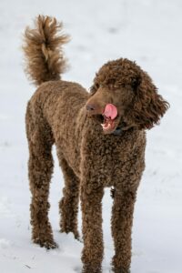 Brauner Pudel steht im Schnee und schlecht sich mit der Zunge über das Maul