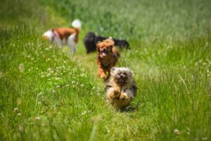Chihuahua Hunde kommen auf einer grünen Wiese in Richtung Kamera zugelaufen