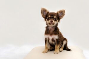 Ein Chihuahua-Welpe sitzt auf einem Kissen