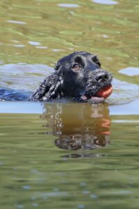 Ein schwarzer Cocker Spaniel bringt einen Ball aus dem Wasser