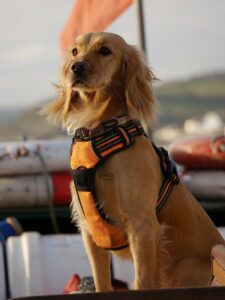Cocker Spaniel Hund mit Schwimmweste 