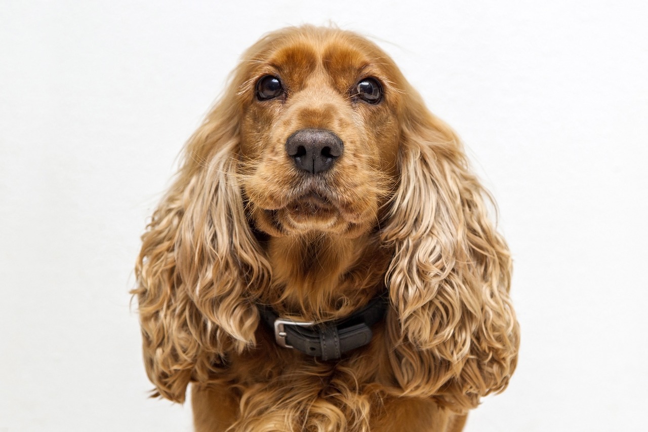 cocker-spaniel-hund-nahaufnahme