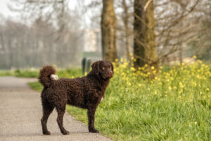 Curly Coated Retriever Hund steht auf einem Weg, umgeben von grüner Landschaft und blühenden Bäumen