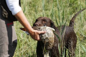 Curly Coated Retriever Hund bringt erfolgreich Beute während der Jagd zurück
