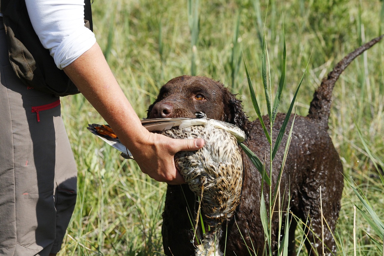 Curly Coated Retriever Hund bringt erfolgreich Beute während der Jagd zurück