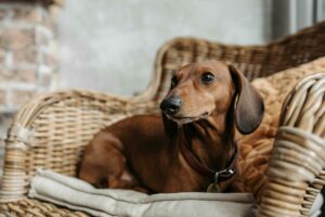 Dackel Hund sitzt auf seinem Kissen auf einem Stuhl 