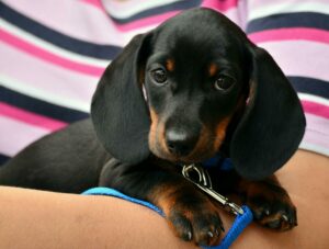 Der Dackel Hund Welpe ist auf dem Arm einer Frau