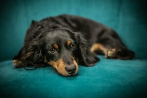 Der Dachshund liegt auf einem grünen Sofa oder Stuhl