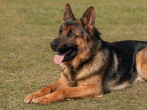 Deutscher Schäferhund im Hundetraining übt das Kommando Platz oder Down