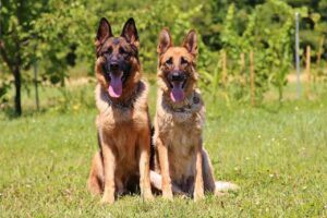 Zwei Deutsche Schäferhunde davon ein Rüde und Hünding sind zusammen als Paar auf einer Wiese zu sehen