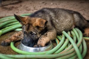 Deutscher Schäferhund Welpe liegt auf dem Boden auf einem Gartenschlauch und hat Schnauze und Pfote im Futternapf