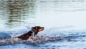 Dobermann Pinscher Hund beim Schwimmen im See