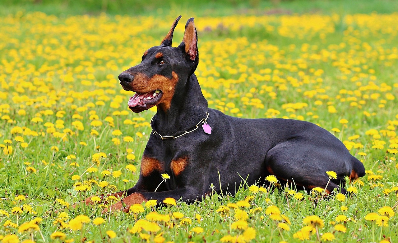 dobermann-hund-liegt-in-der-wiese