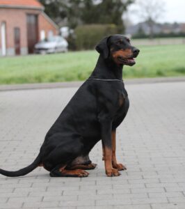 Dobermann Hund ohne kupierte Ohren und Schwanz sitzt auf Asphalt vor einem Haus