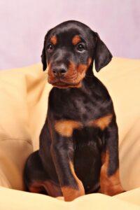 Brauner Dobermann Welpe sitzt auf einem Hundekissen und sieht etwas müde in die Kamera