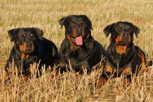 Drei Rottweiler Hunde liegen nebeneinander auf einem Getreidefeld und warten wohl auf neue Befehle.