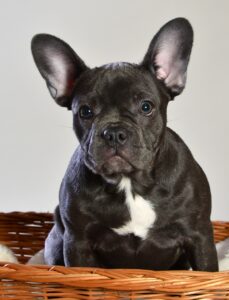 Schwarze Französische Bulldogge mit weißem Fleck auf der Brust sitzt in seinem Hundebett