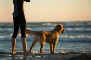 Ein Golden Retriever Hund genießt gemeinsam mit seinem Besitzer die Zeit am Strand. Er blickt gespannt und neugierig auf das Meer