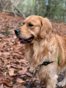 Golden Retriever Hund im Wald voller Blätter