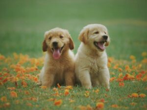 Zwei Golden Retriever Welpen sitzen auf einer Wiese