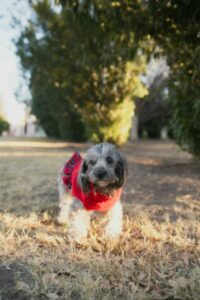 griffon rasse welpe mit rotem pullover im park