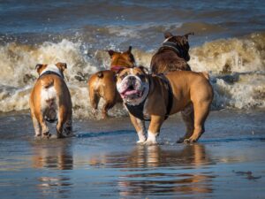Vier englische Bulldoggen gehen zusammen schwimmen