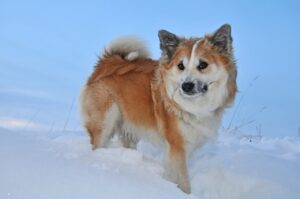 Ein Islandhund steht im Schnee und blickt aufmerksam in die Ferne. Sein dicker, rot-weißer Pelz schützt ihn vor der Kälte