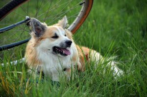 Ein Icelandic Sheepdog liegt entspannt im hohen Gras neben einem Fahrrad, mit einem zufriedenen Gesichtsausdruck und leicht offenem Maul