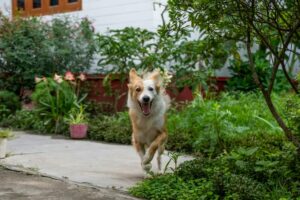 Ein Isländischer Schäferhund rennt freudig auf die Kamera zu, umgeben von einem grünen Garten mit blühenden Pflanzen