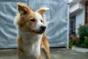 Ein Nordischer Hütehund steht im Vordergrund und schaut seitlich an der Kamera vorbei, mit einem sanften Ausdruck und einem leicht wehenden Fell