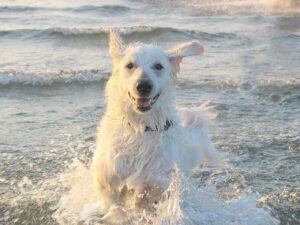 Ungarischer Schutzhund spielt freudig im Meerwasser während Wellen im Hintergrund brechen
