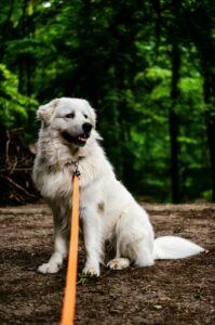 Ungarischer Kuvasz Welpe ist an einer orangfarbenen Leine und sitzt im Wald auf einen Blätterboden 